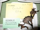 Craterellus fallax image