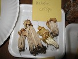 Helvella crispa image