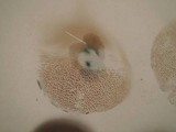 Suillus viscidus image