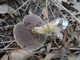 Suillus viscidus image