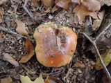 Cortinarius cupreorufus image