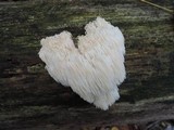 Hericium americanum image