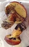 Suillus grevillei image