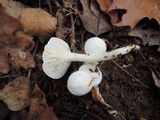 Hygrophorus eburneus image
