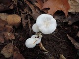 Hygrophorus eburneus image