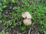 Marasmius oreades image
