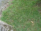 Marasmius oreades image