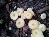 Marasmius calhouniae image