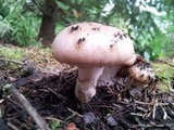 Gomphidius oregonensis image