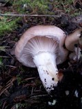 Gomphidius oregonensis image