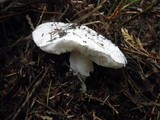 Amanita silvicola image