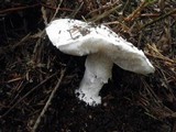 Amanita silvicola image
