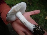 Amanita silvicola image