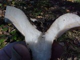 Lactarius controversus image