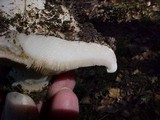 Lactarius controversus image