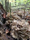 Grifola frondosa image