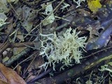 Clavulina coralloides image