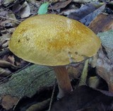 Austroboletus gracilis image