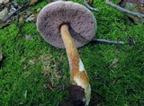 Austroboletus gracilis image