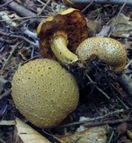 Pseudoboletus parasiticus image