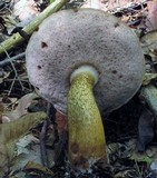 Tylopilus felleus image