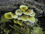 Mycena inclinata image