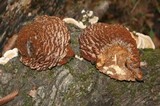 Globifomes graveolens image