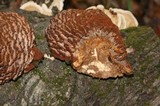 Globifomes graveolens image