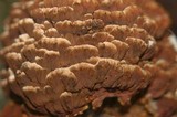Globifomes graveolens image
