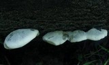 Postia livens image