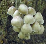 Mycena inclinata image