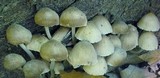 Mycena inclinata image