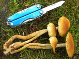 Hypholoma frowardii image