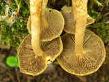 Hypholoma frowardii image