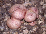 Gymnopilus luteofolius image