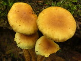 Hypholoma frowardii image
