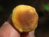 Hypholoma frowardii image