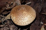 Echinoderma asperum image