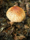 Lepiota trongolei image