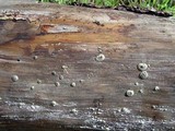 Kretzschmaria deusta image