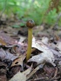 Elaphocordyceps longisegmentis image