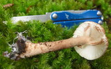 Lepiota trongolei image