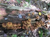 Pholiota squarrosoides image