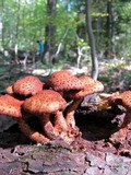 Pholiota squarrosoides image