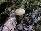 Tylopilus felleus image