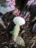 Tylopilus felleus image
