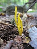 Clavulinopsis fusiformis image