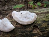 Tyromyces chioneus image