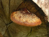 Oligoporus pelliculosus image