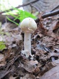 Amanita citrina f. lavendula image